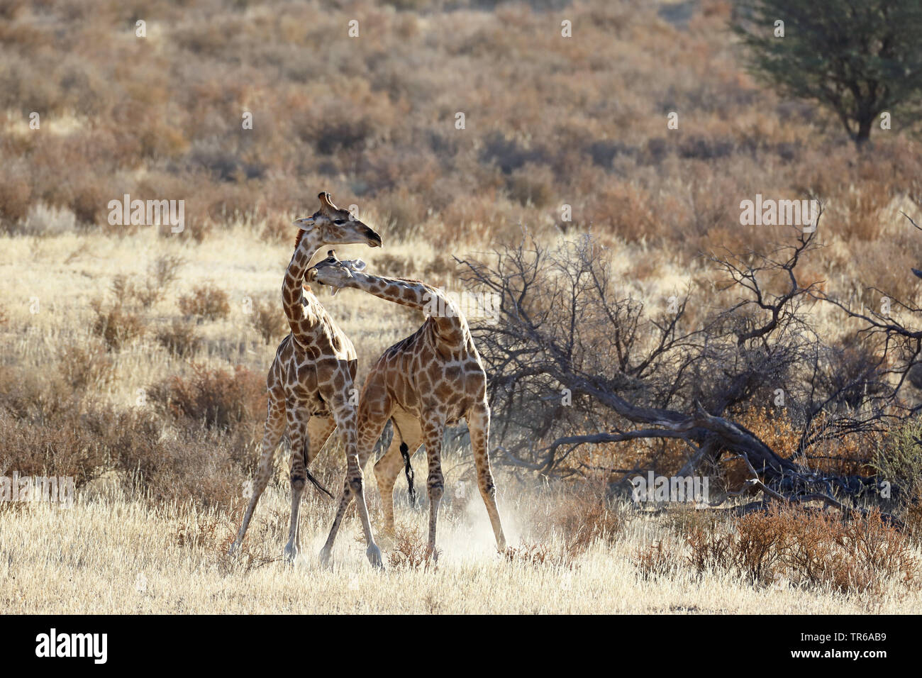 Giraffe (Giraffa Camelopardalis), territoriale Kampf zwischen zwei männlichen Giraffen in der Savanne, Südafrika, Kgalagadi Transfrontier National Park Stockfoto