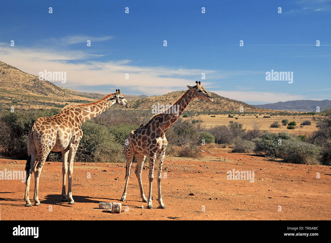 Giraffe (Giraffa Camelopardalis), Paar, die in der Savanne, Südafrika, North West Provinz, Pilanesberg National Park Stockfoto