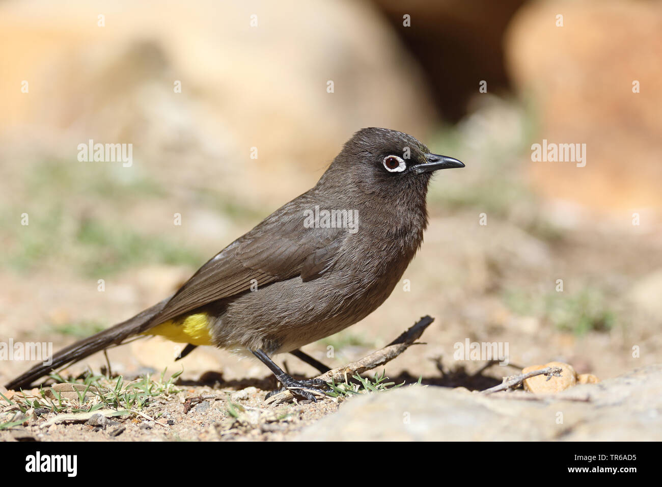 Cape bulbul (Pycnonotus capensis), auf dem Boden sitzend, Südafrika, Klaarstrom Stockfoto