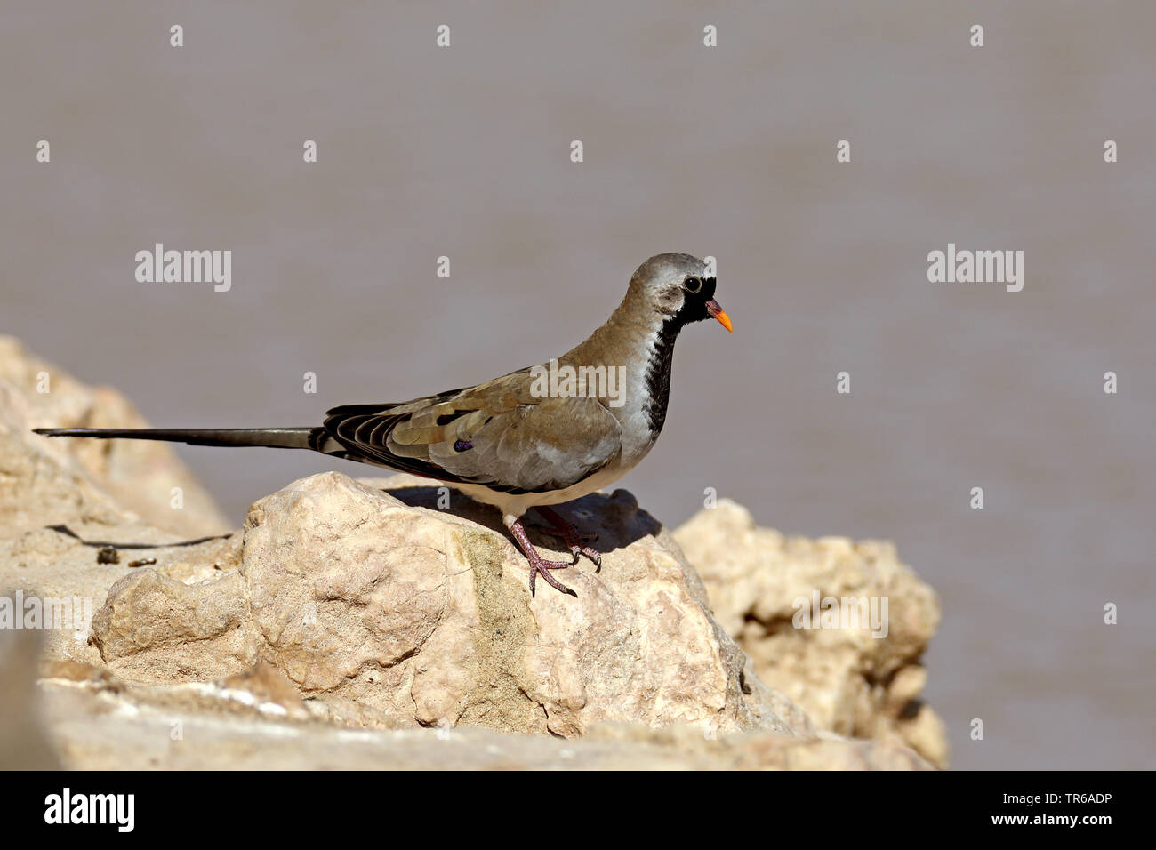 Namaqua dove (Oena capensis), Männer, die von der Wasserseite, Südafrika, Kgalagadi Transfrontier National Park Stockfoto