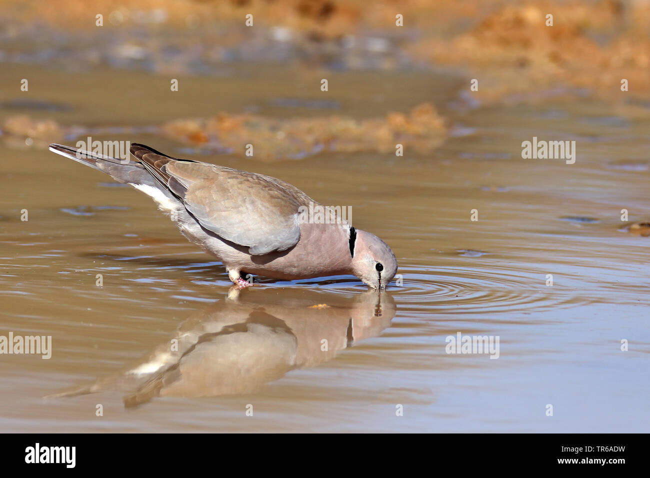 Ring-necked Dove, Kap Turteltaube, Half-Collared Dove (Streptopelia capicola), Trinken, Südafrika, Kgalagadi Transfrontier National Park Stockfoto
