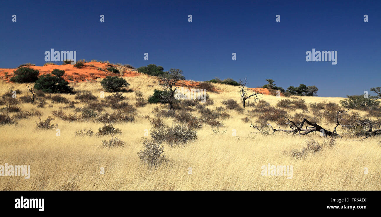 Roten Dünen in der Auob Valley, Südafrika, Kgalagadi Transfrontier National Park, Mata Mata Stockfoto