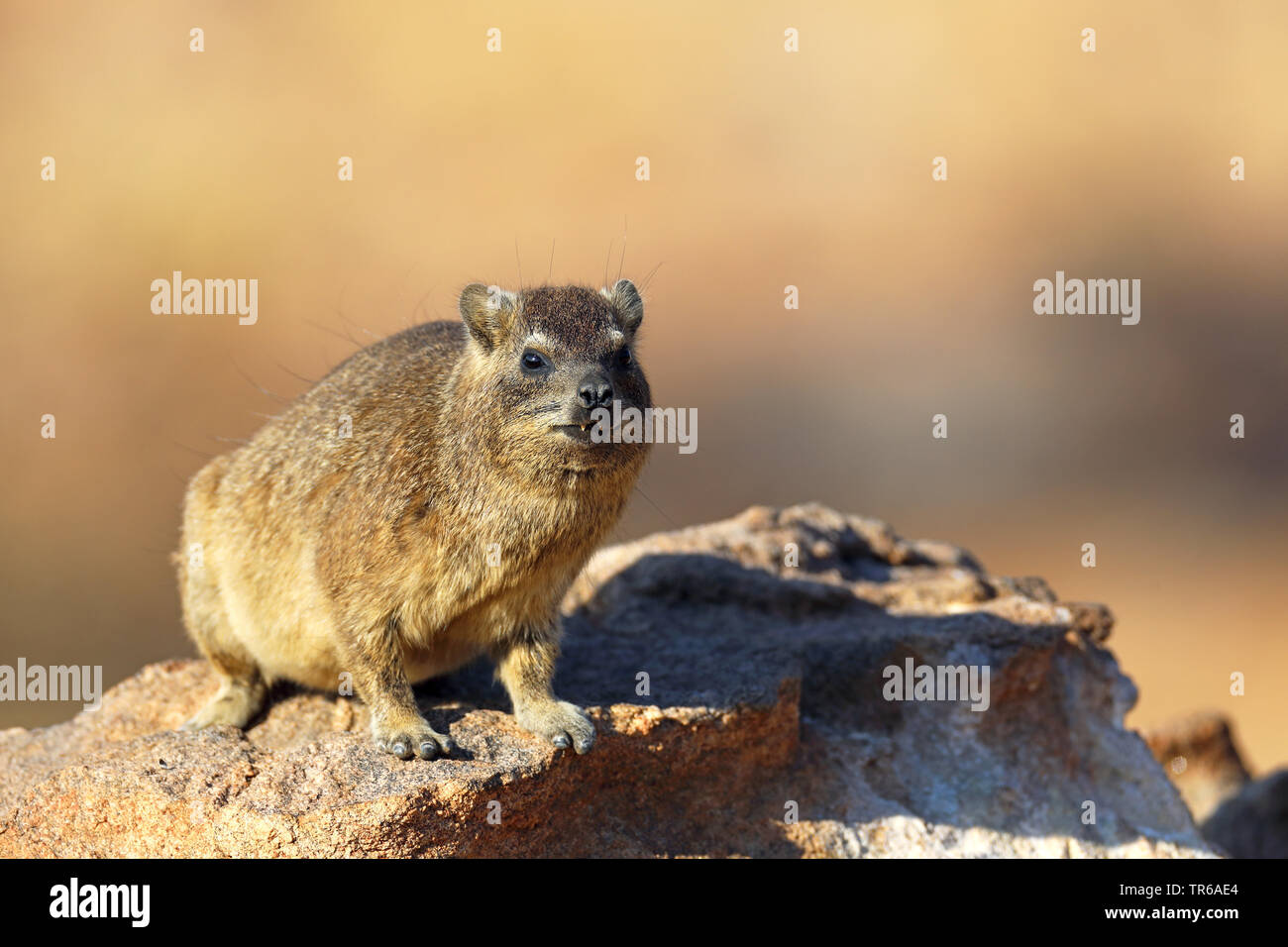 Gemeinsame Klippschliefer, Rock dassie (Procavia capensis), Sonnenbaden an einem Felsblock, Südafrika, Augrabies Falls Nationalpark Stockfoto