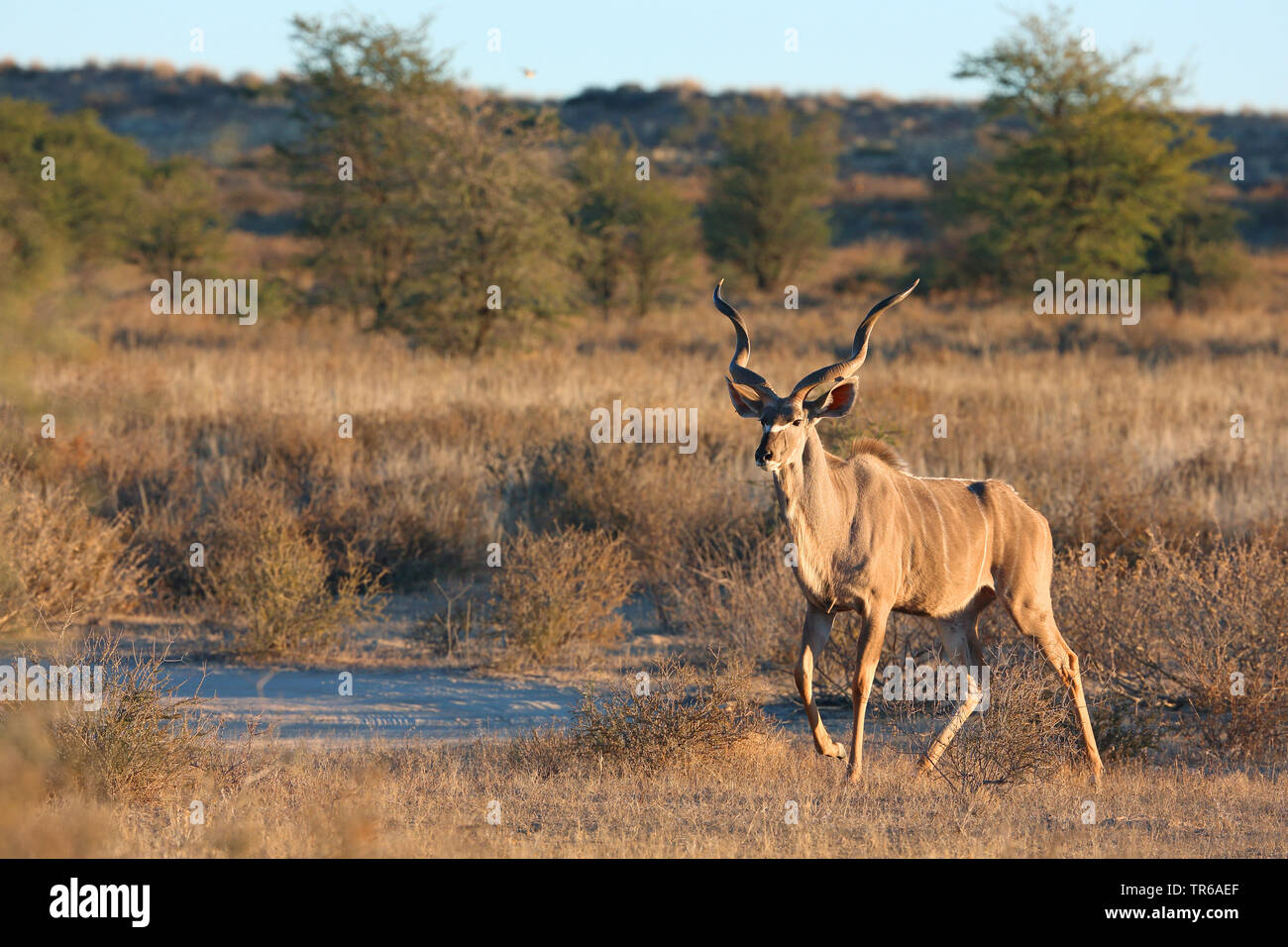 Mehr Kudu (Tragelaphus strepsiceros), männlich Walking in der Savanne, Südafrika, Kgalagadi Transfrontier National Park Stockfoto