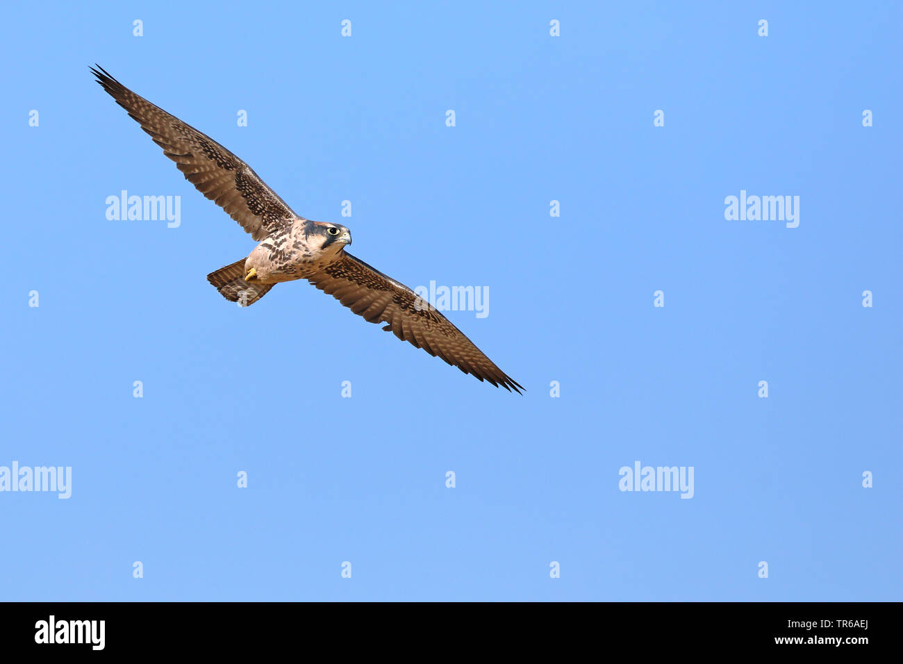 Lannerfalke (Falco biarmicus), Fliegende, Südafrika, Kgalagadi Transfrontier National Park Stockfoto
