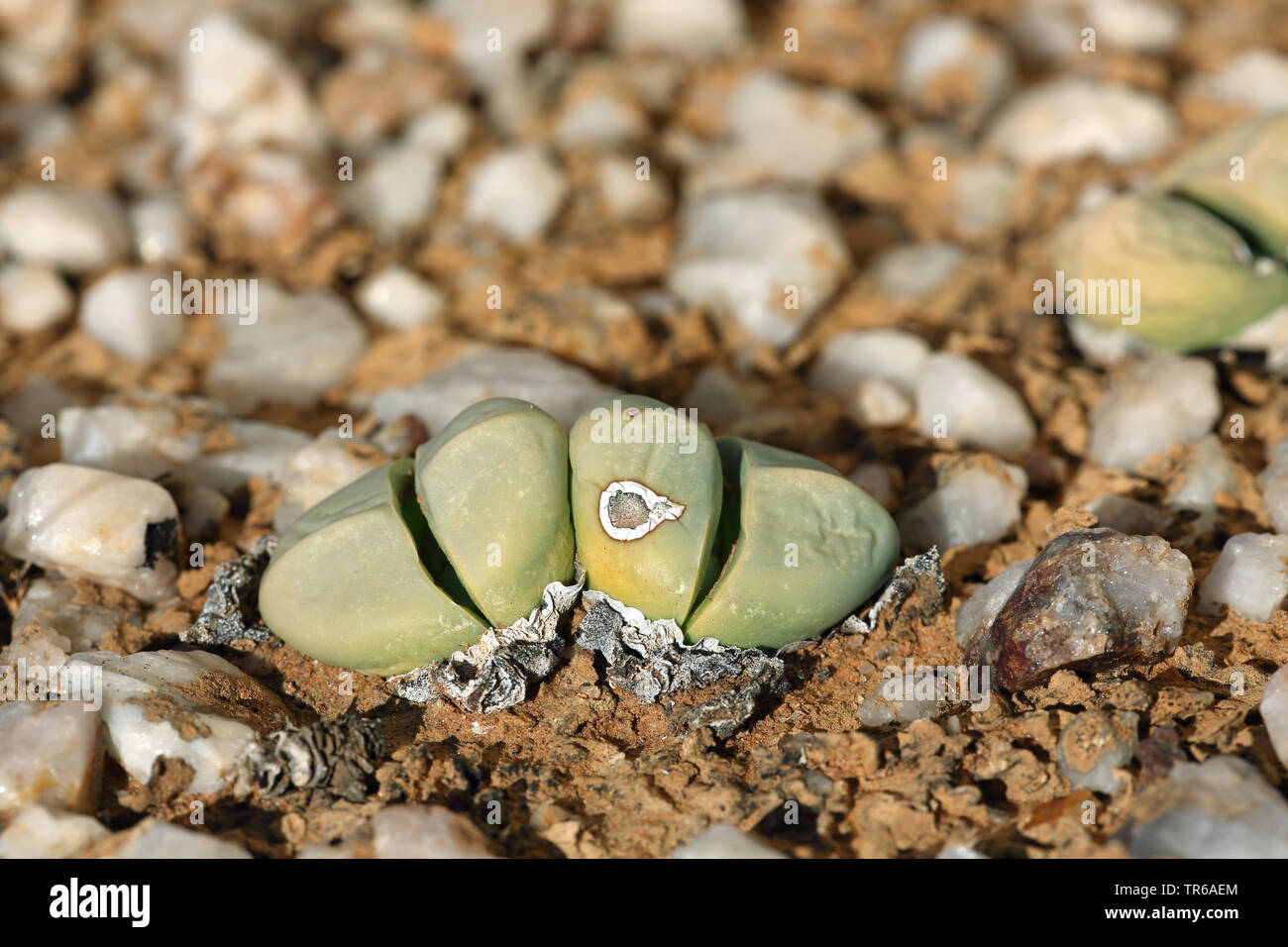 Stein Pflanze (Argyroderma delaetii), lebendige Steine, Südafrika, Knersvlakte Stockfoto