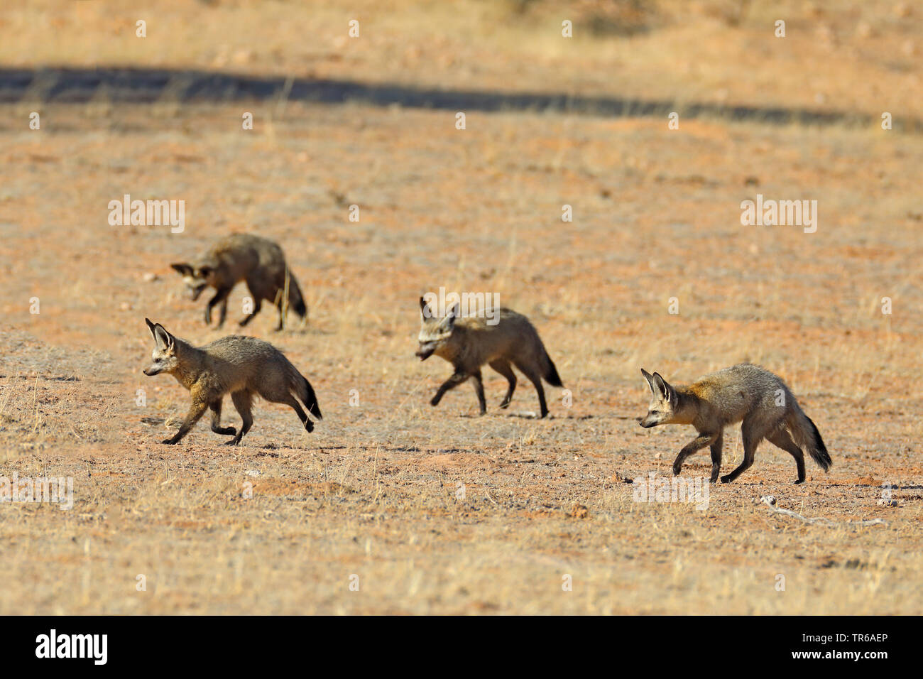 Bat-eared Fox (Otocyon Megalotis), Gruppe auf der Suche nach Nahrung in der Savanne, Südafrika, Kgalagadi Transfrontier National Park Stockfoto