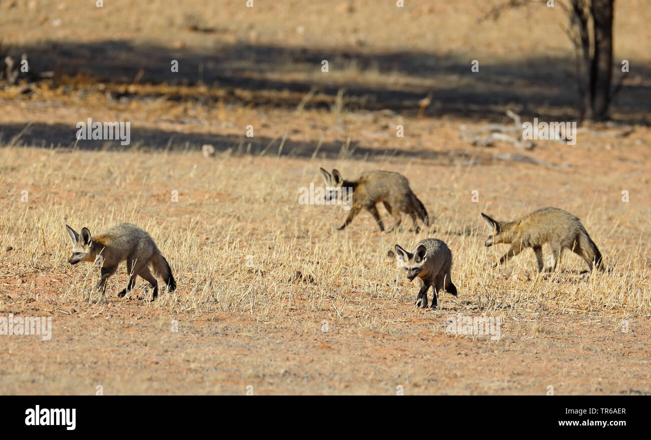 Bat-eared Fox (Otocyon Megalotis), Gruppe auf der Suche nach Nahrung in der Savanne, Südafrika, Kgalagadi Transfrontier National Park Stockfoto