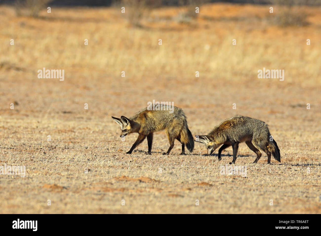 Bat-eared Fox (Otocyon Megalotis), Paar auf der Suche nach Nahrung in der Savanne, Südafrika, Kgalagadi Transfrontier National Park Stockfoto