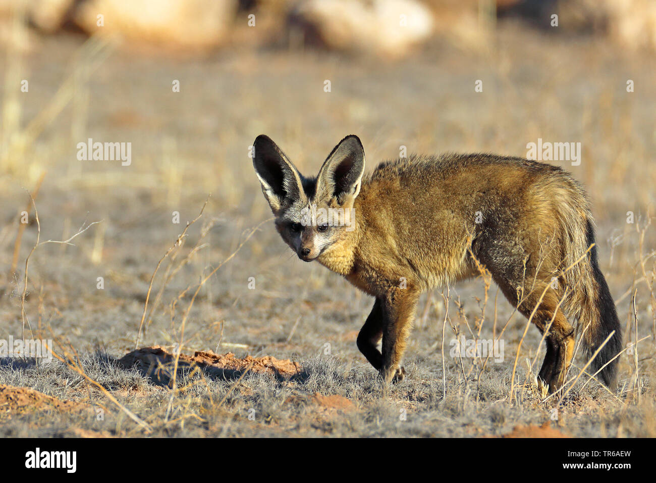 Bat-eared Fox (Otocyon Megalotis), stehend in der Savanne, Seitenansicht, Südafrika, Kgalagadi Transfrontier National Park Stockfoto