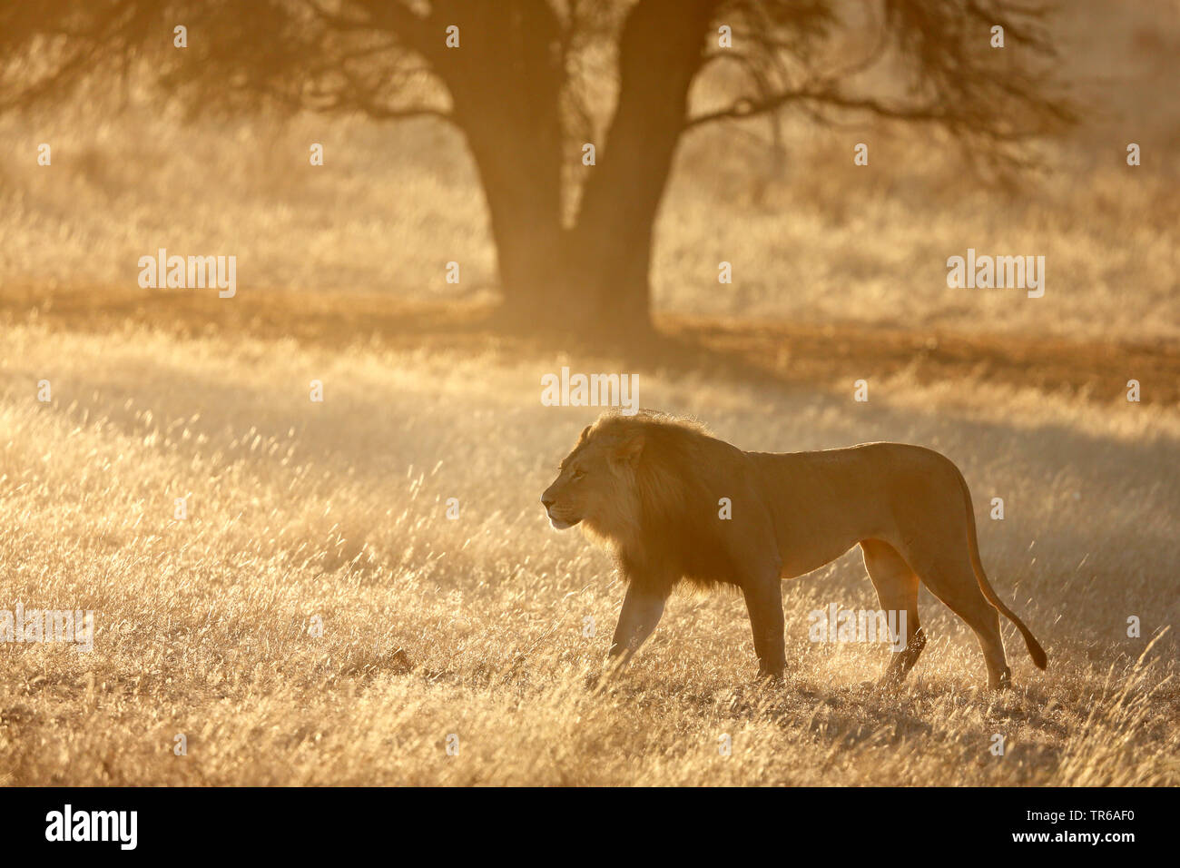 Löwe (Panthera leo), männlicher Löwe wandern in der Savanne, Seitenansicht, Südafrika, Kgalagadi Transfrontier National Park Stockfoto
