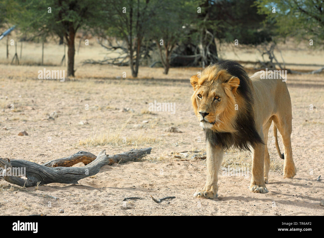 Löwe (Panthera leo), männlicher Löwe wandern in der Savanne, Südafrika, Kgalagadi Transfrontier National Park Stockfoto