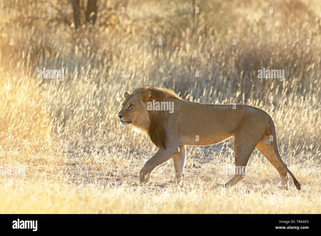 Löwe (Panthera leo), männlicher Löwe wandern in der Savanne, Seitenansicht, Südafrika, Kgalagadi Transfrontier National Park Stockfoto