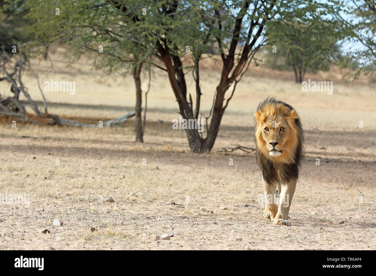 Löwe (Panthera leo), männlicher Löwe wandern in der Savanne, Vorderansicht, Südafrika, Kgalagadi Transfrontier National Park Stockfoto