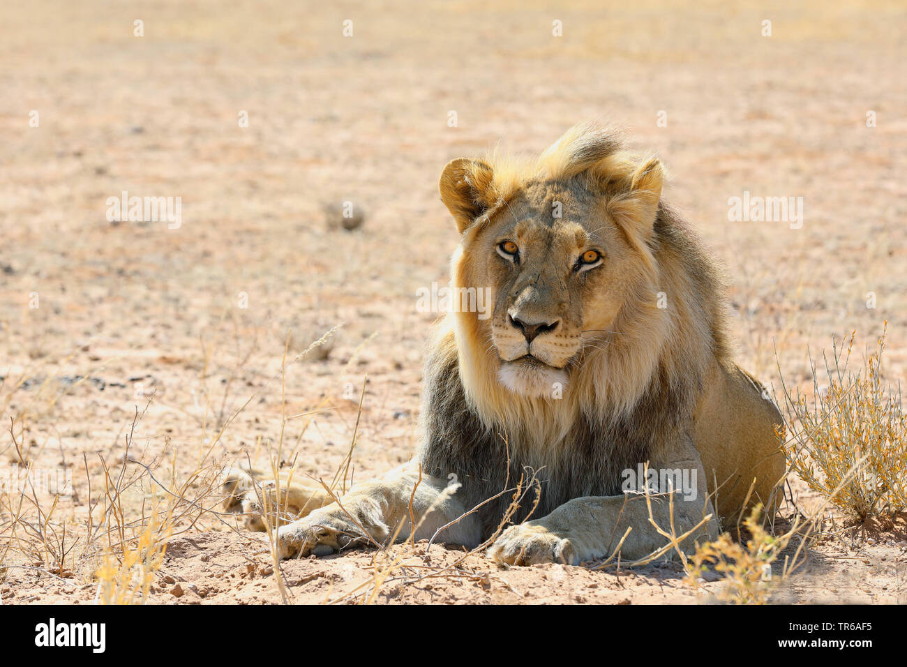 Löwe (Panthera leo), Lügen männlichen Löwen in der Savanne, Vorderansicht, Südafrika, Kgalagadi Transfrontier National Park Stockfoto