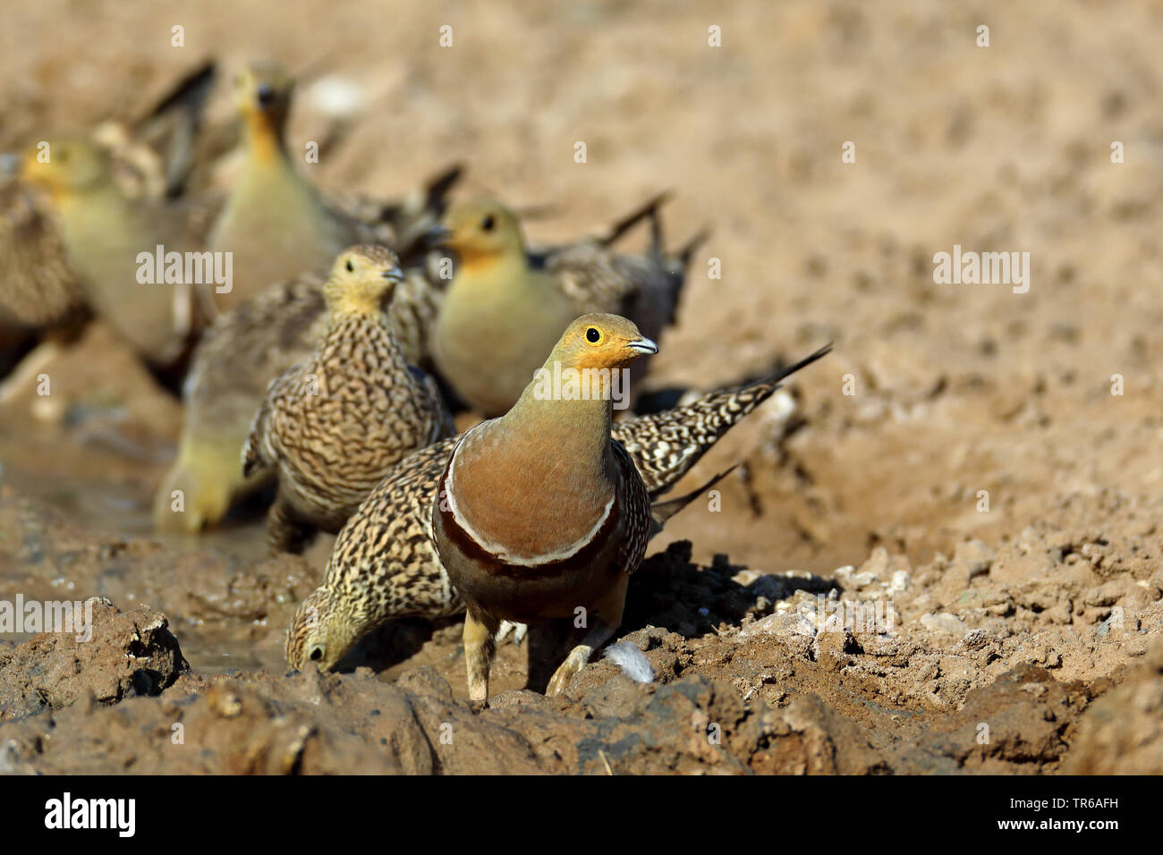 Namaqua sandgrouse (Pterocles namaqua), Gruppe am Wasser Platz, Südafrika, Kgalagadi Transfrontier National Park Stockfoto