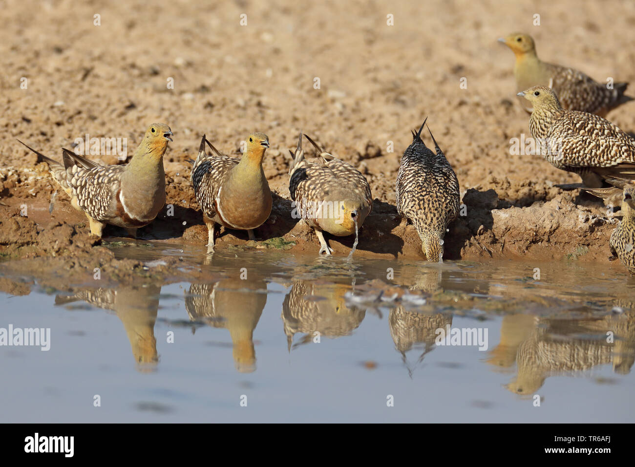 Namaqua sandgrouse (Pterocles namaqua), Gruppe am Wasser Platz, Südafrika, Kgalagadi Transfrontier National Park Stockfoto