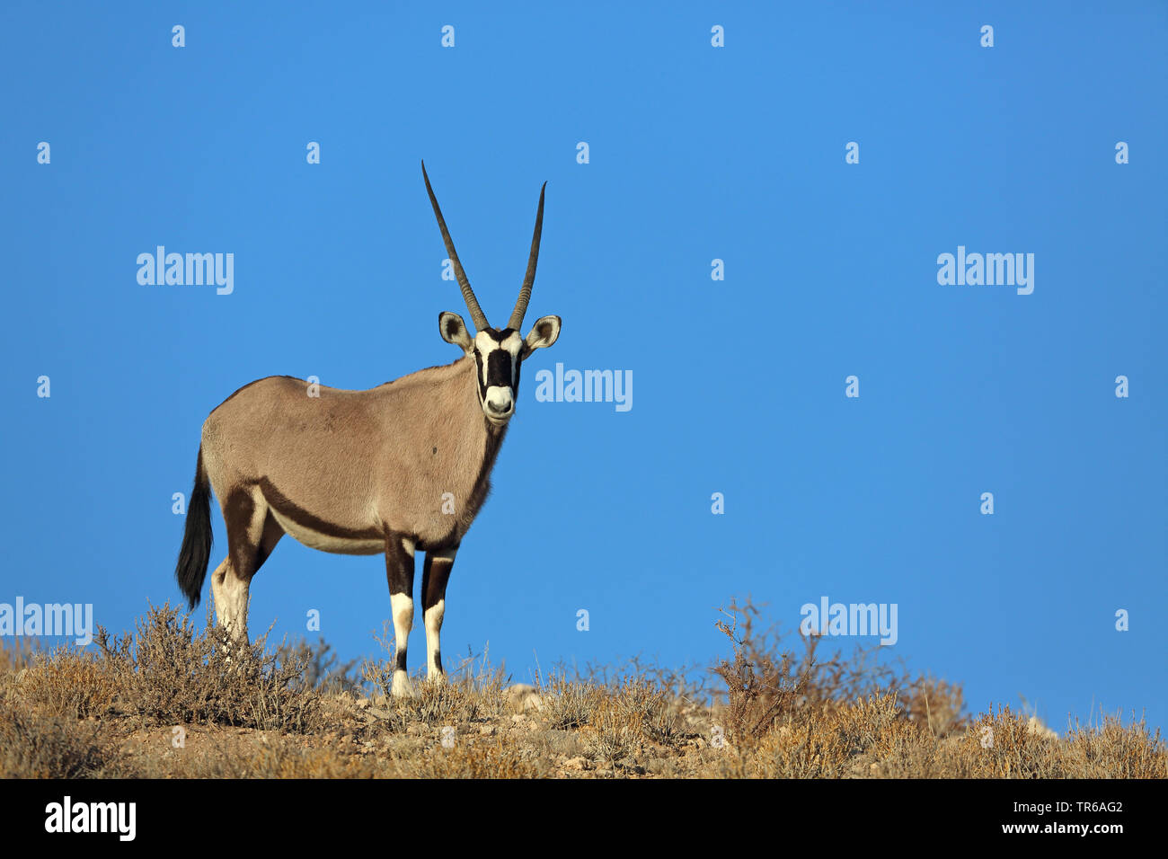 Gemsbock, beisa (Oryx gazella), Weibliche stehen auf einer Düne, Südafrika, Kgalagadi Transfrontier National Park Stockfoto