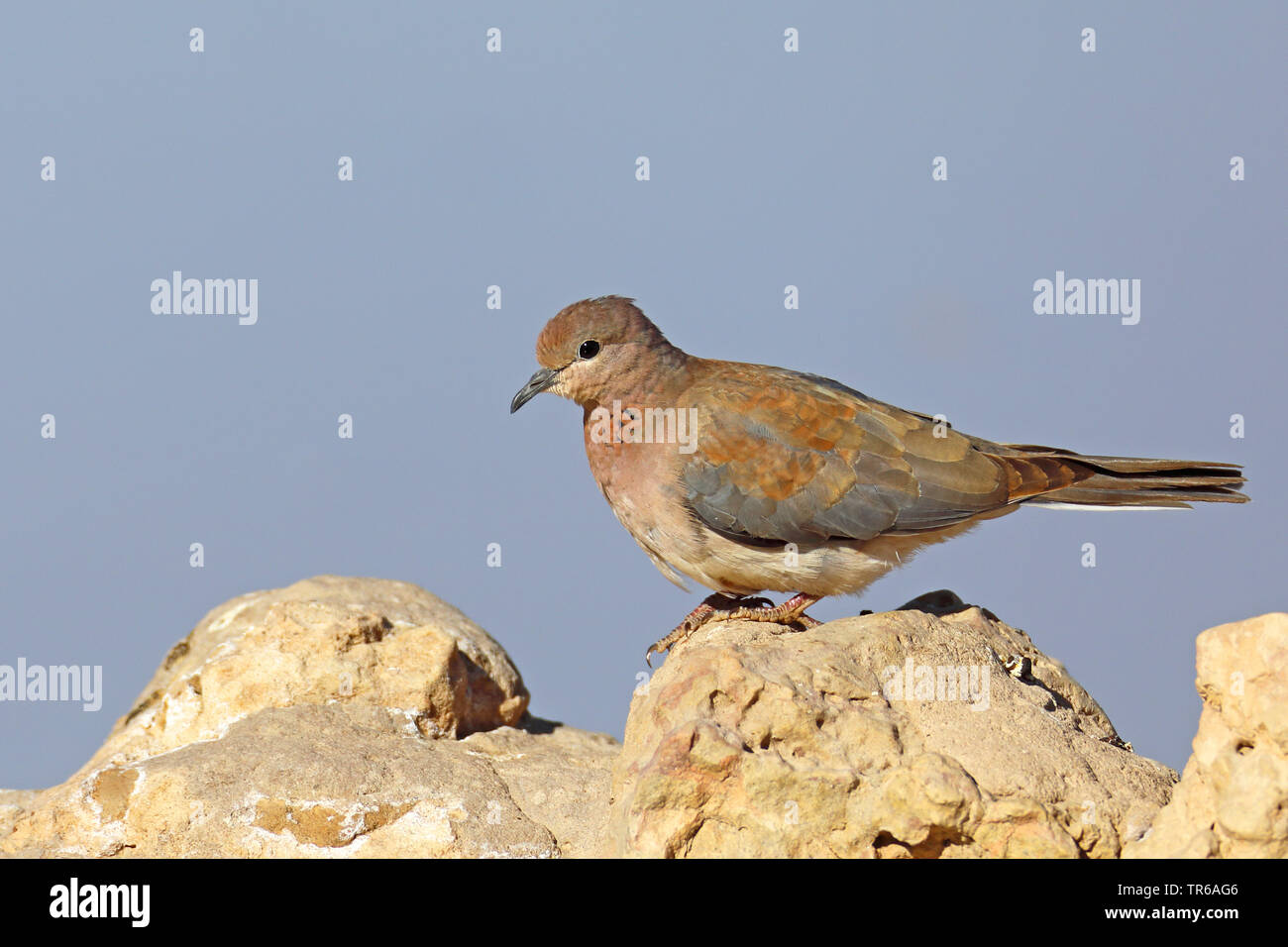 Laughing dove (Streptopelia senegalensis), auf einem Stein saß, Südafrika, Kgalagadi Transfrontier National Park Stockfoto