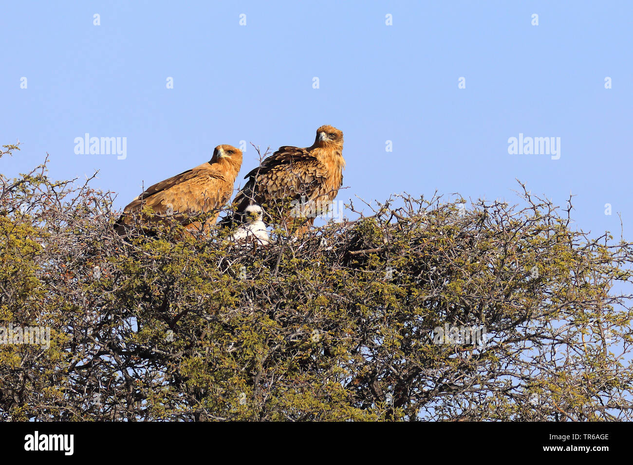 Tawny Eagle (Aquila rapax), Paar mit Küken, Südafrika, Kgalagadi Transfrontier National Park Stockfoto