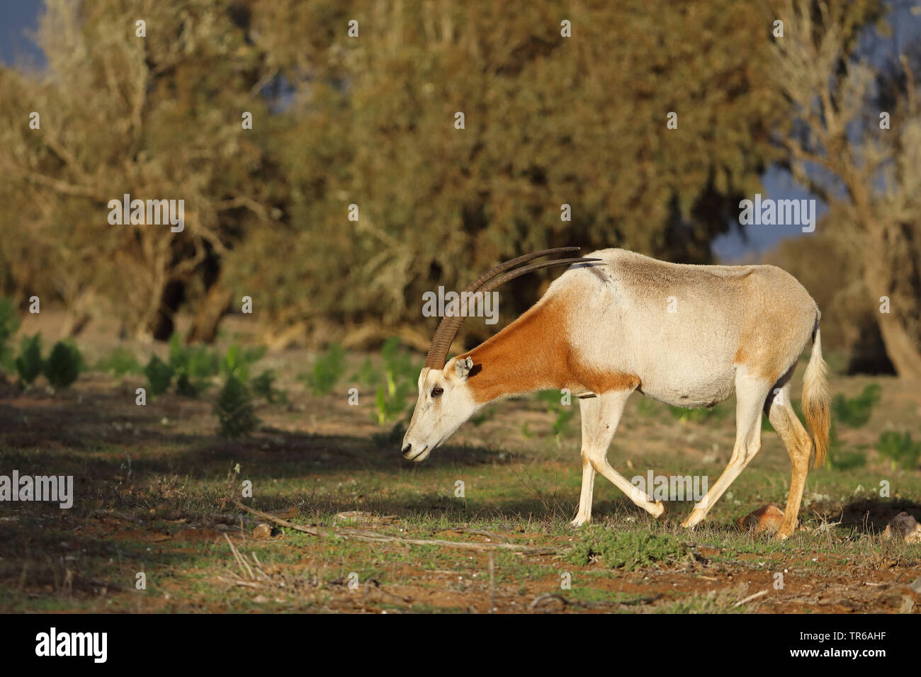 Scimitar Oryx, scimitar-horned Oryx (Oryx dammah), Wandern in den Dünen, Marokko, Souss Massa Nationalpark Stockfoto
