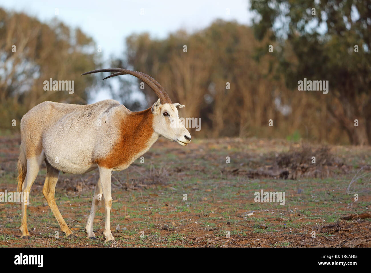 Scimitar Oryx, scimitar-horned Oryx (Oryx dammah), Dünen, Marokko, Souss Massa Nationalpark Stockfoto