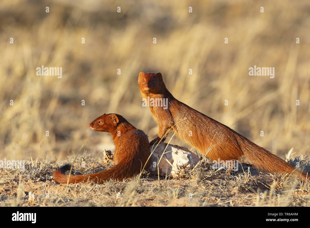 Schlanke mongoose (Galerella sanguinea), Paar in der Savanne, Südafrika, Nordkap, Kgalagadi Transfrontier National Park Stockfoto