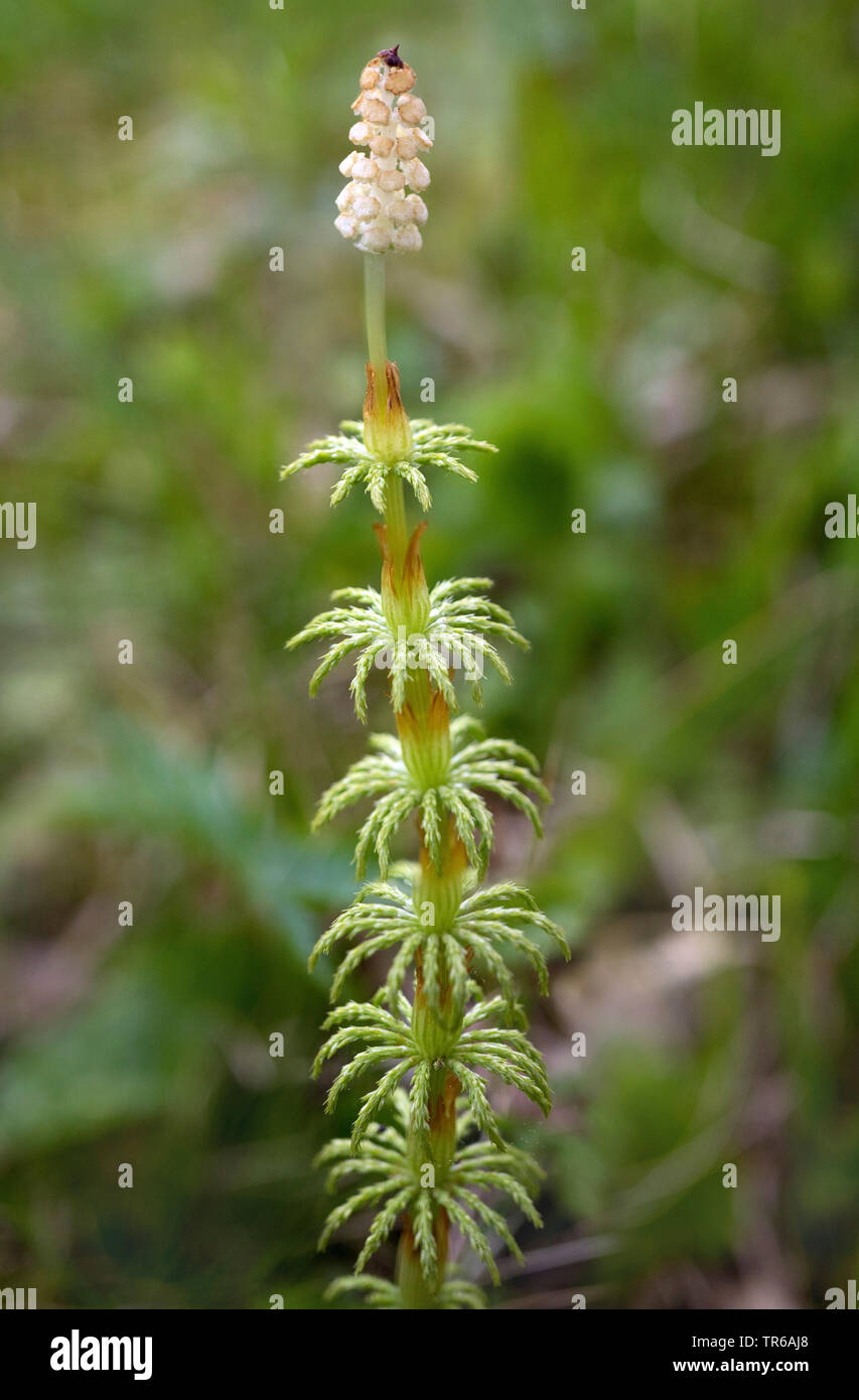 Sylvan Schachtelhalm, Ackerschachtelhalm, woodland Ackerschachtelhalm (Equisetum sylvaticum), mit Konus, Deutschland, Bayern, Oberbayern, Oberbayern Stockfoto