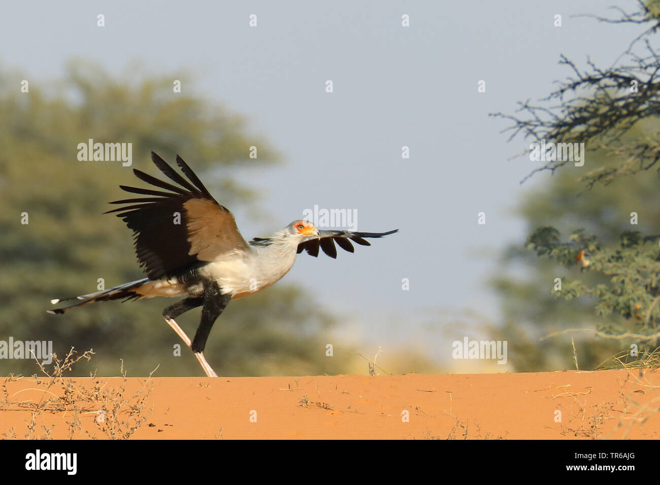 Staatssekretär Vogel, Sagittarius serpentarius (Sagittarius serpentarius), Landung auf einer Düne, Südafrika, Kgalagadi Transfrontier National Park Stockfoto