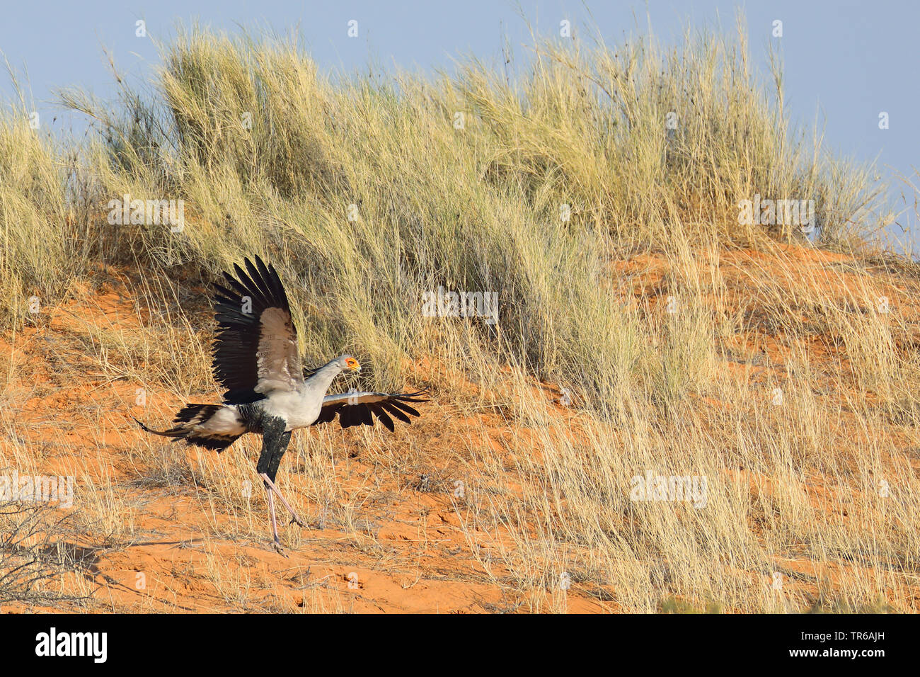 Staatssekretär Vogel, Sagittarius serpentarius (Sagittarius serpentarius), Landung auf einer Düne, Südafrika, Kgalagadi Transfrontier National Park Stockfoto