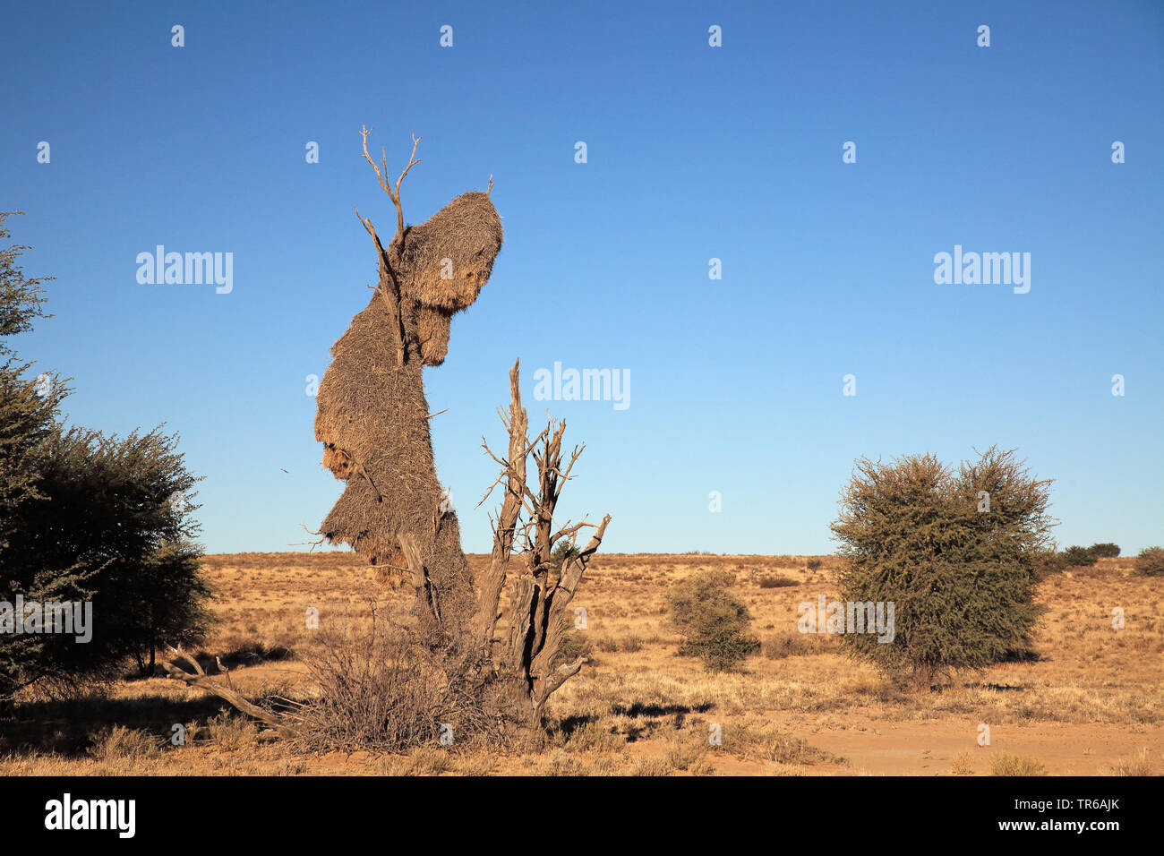 Sociable Weaver (Philetairus socius), großes Nest auf einem toten Baum, Südafrika, Kgalagadi Transfrontier National Park Stockfoto