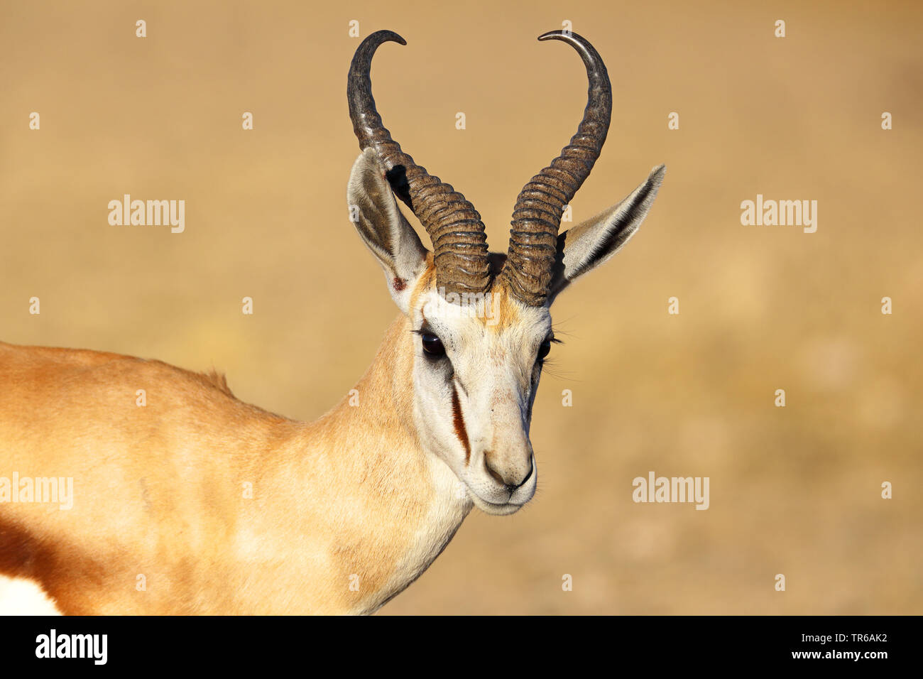 Springböcke, Springböcke (Antidorcas marsupialis), männlich, Portrait, Südafrika, Kgalagadi Transfrontier National Park Stockfoto