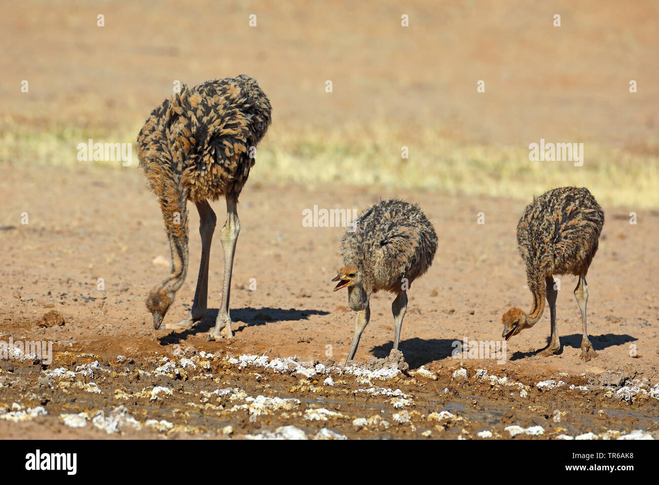 Strauß (Struthio camelus), Jugendliche auf der Suche nach Nahrung in der Savanne, Südafrika, Kgalagadi Transfrontier National Park Stockfoto