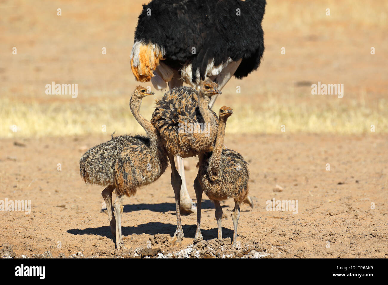 Strauß (Struthio camelus), Männchen mit drei Jugendliche, Südafrika, Kgalagadi Transfrontier National Park Stockfoto