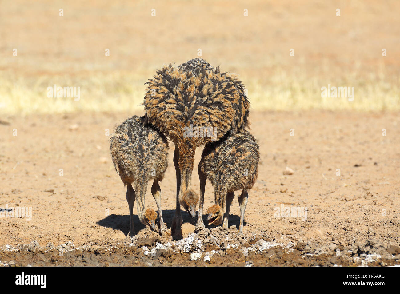 Strauß (Struthio camelus), Jugendliche auf der Suche nach Wasser in der Savanne, Südafrika, Kgalagadi Transfrontier National Park Stockfoto