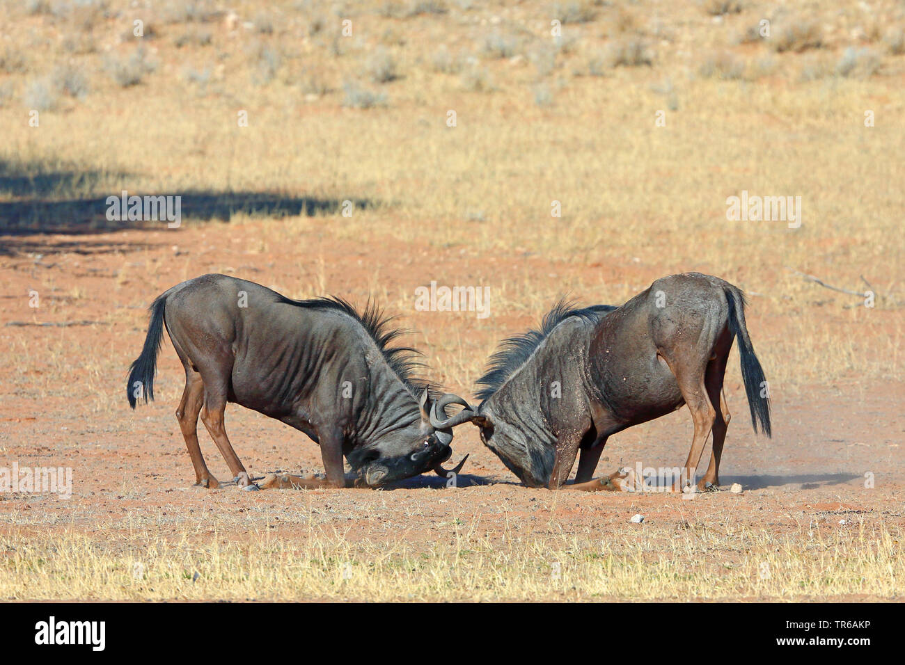 Blue Wildebeest, gestromt Gnu, Weiß - die bärtigen Gnus (connochaetes Taurinus), Kampf gegen männliche in der Savanne, Südafrika, Kgalagadi Transfrontier National Park Stockfoto