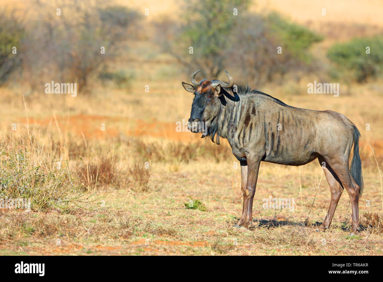 Blue Wildebeest, gestromt Gnu, Weiß - die bärtigen Gnus (connochaetes Taurinus), stehend in der Savanne, Südafrika, Nord West Provinz, Pilanesberg National Park Stockfoto