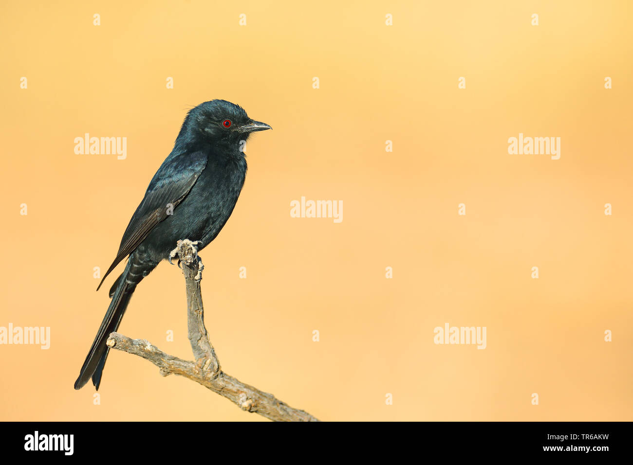 Fork-tailed Drongo, gemeinsame Drongo (Dicrurus adsimilis), sitzt auf einem Ast, Südafrika, Kgalagadi Transfrontier National Park Stockfoto