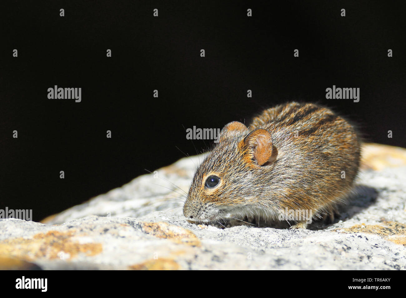 Abisolierten gras Maus (Lemniscomys barbarus), auf einem Stein saß auf der Suche nach Essen, Südafrika, Klaarstrom Stockfoto