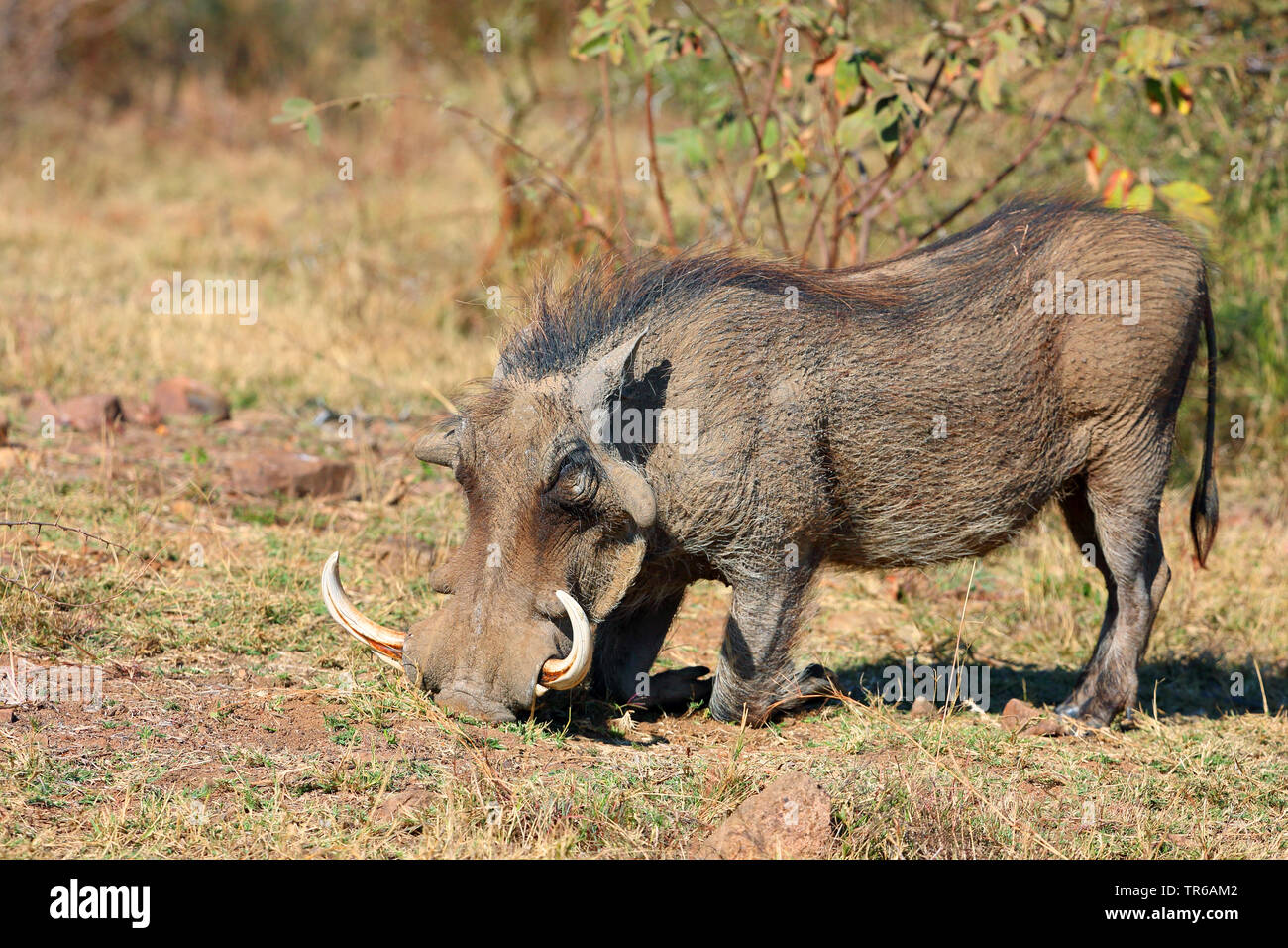 Gemeinsame Warzenschwein, savanna Warzenschwein (Phacochoerus africanus), männlich Fütterung auf Gras, Südafrika, North West Provinz, Pilanesberg National Park Stockfoto