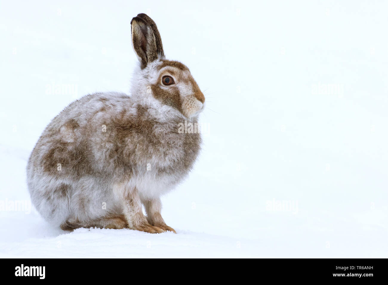 Schottische Schneehase, Schneehase, weissen Hasen, eurasischen Arktis Hase (Lepus timidus scotticus, Lepus scotticus), Fell ändern, Vereinigtes Königreich, Schottland, Aviemore Stockfoto