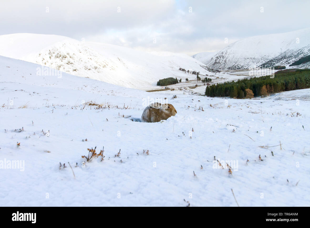 Schottische Schneehase, Schneehase, weissen Hasen, eurasischen Arktis Hase (Lepus timidus scotticus, Lepus scotticus), im Winter Landschaft, Vereinigtes Königreich, Schottland, Aviemore Stockfoto