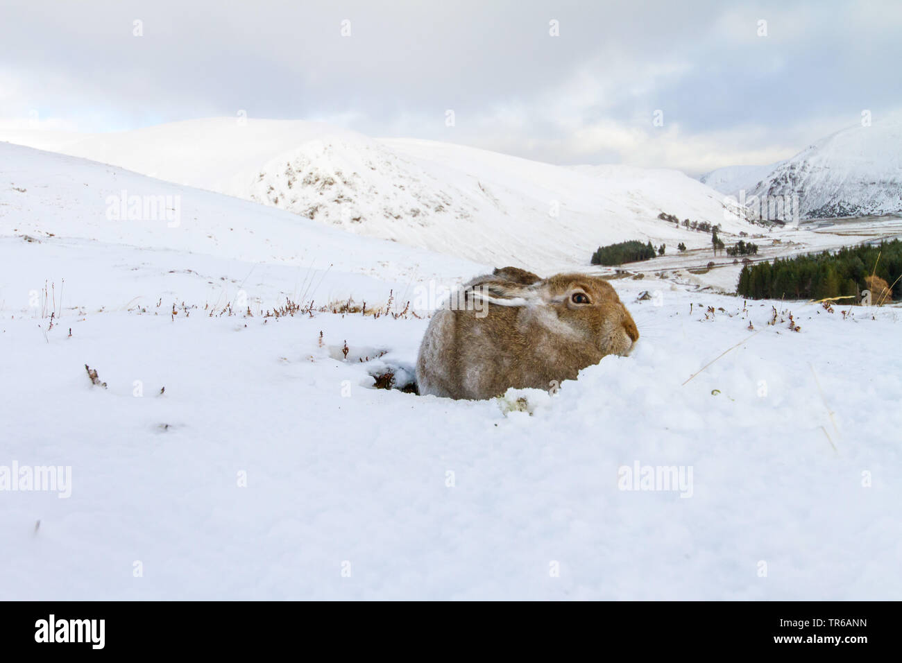 Schottische Schneehase, Schneehase, weissen Hasen, eurasischen Arktis Hase (Lepus timidus scotticus, Lepus scotticus), im Winter Landschaft, Vereinigtes Königreich, Schottland, Aviemore Stockfoto