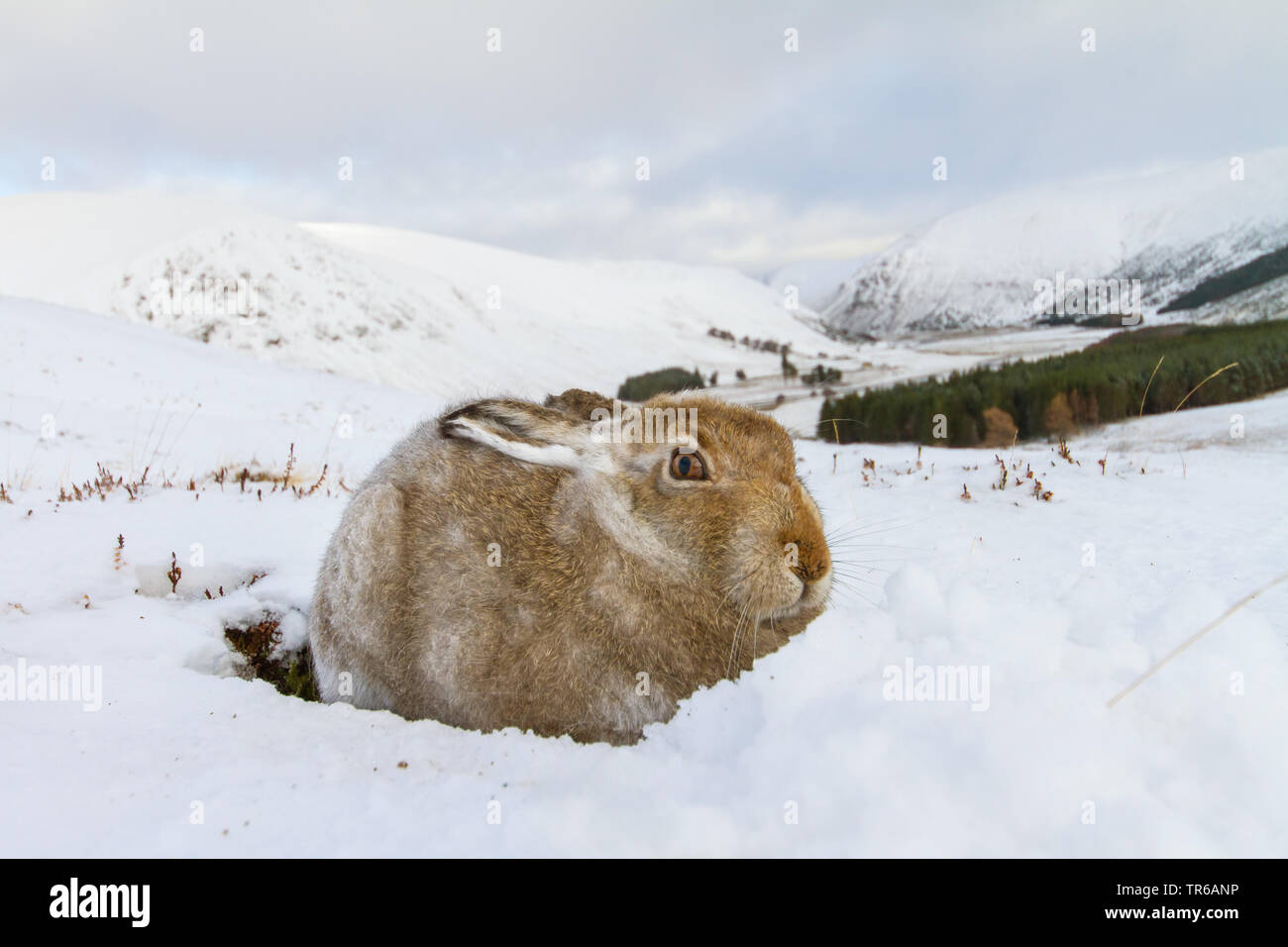 Schottische Schneehase, Schneehase, weissen Hasen, eurasischen Arktis Hase (Lepus timidus scotticus, Lepus scotticus), mit abgeflachten Ohren im Schnee, Vereinigtes Königreich, Schottland, Aviemore Stockfoto
