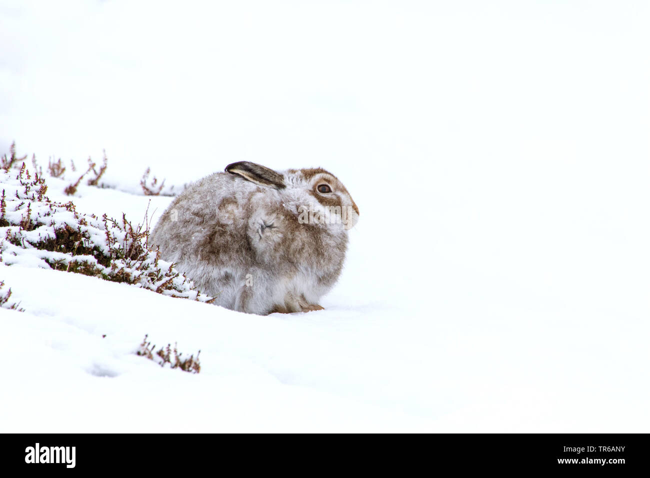 Schottische Schneehase, Schneehase, weissen Hasen, eurasischen Arktis Hase (Lepus timidus scotticus, Lepus scotticus), sitzt im Schnee am Fell ändern, Vereinigtes Königreich, Schottland, Aviemore Stockfoto