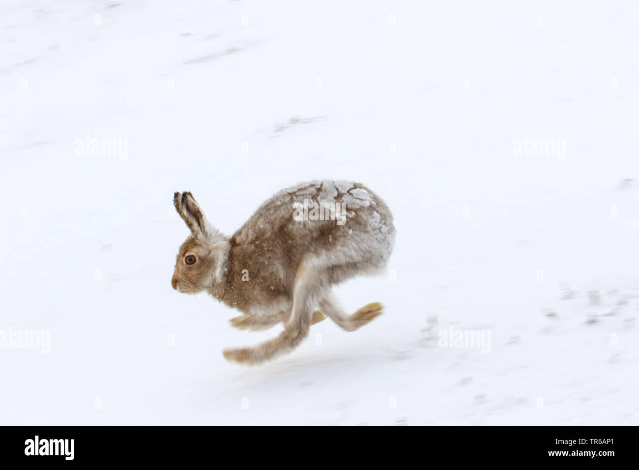 Schottische Schneehase, Schneehase, weissen Hasen, eurasischen Arktis Hase (Lepus timidus scotticus, Lepus scotticus), am Fell zu ändern, im Schnee läuft, Vereinigtes Königreich, Schottland, Aviemore Stockfoto