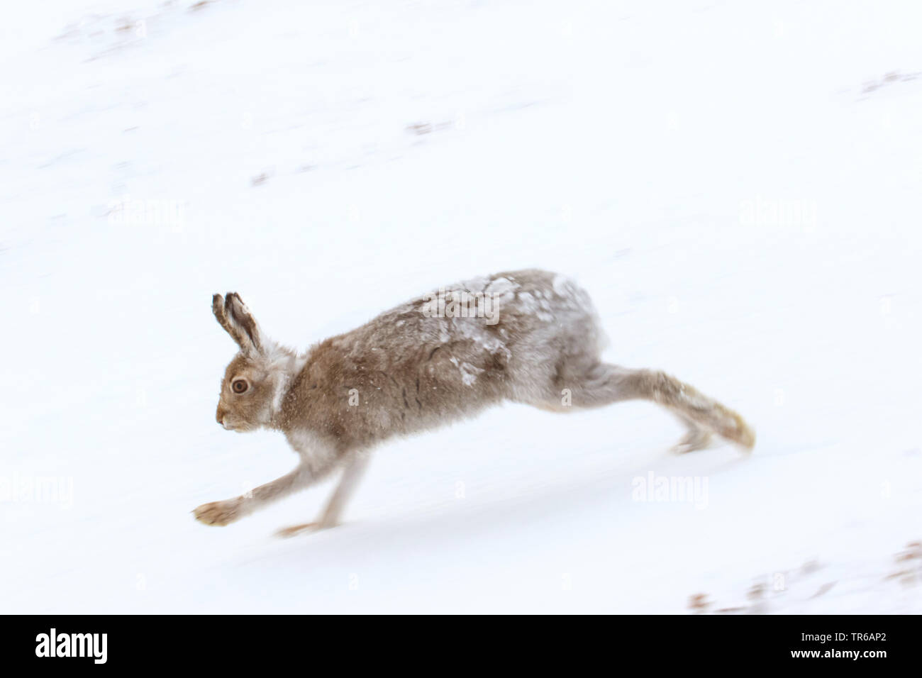 Schottische Schneehase, Schneehase, weissen Hasen, eurasischen Arktis Hase (Lepus timidus scotticus, Lepus scotticus), am Fell zu ändern, im Schnee läuft, Vereinigtes Königreich, Schottland, Aviemore Stockfoto