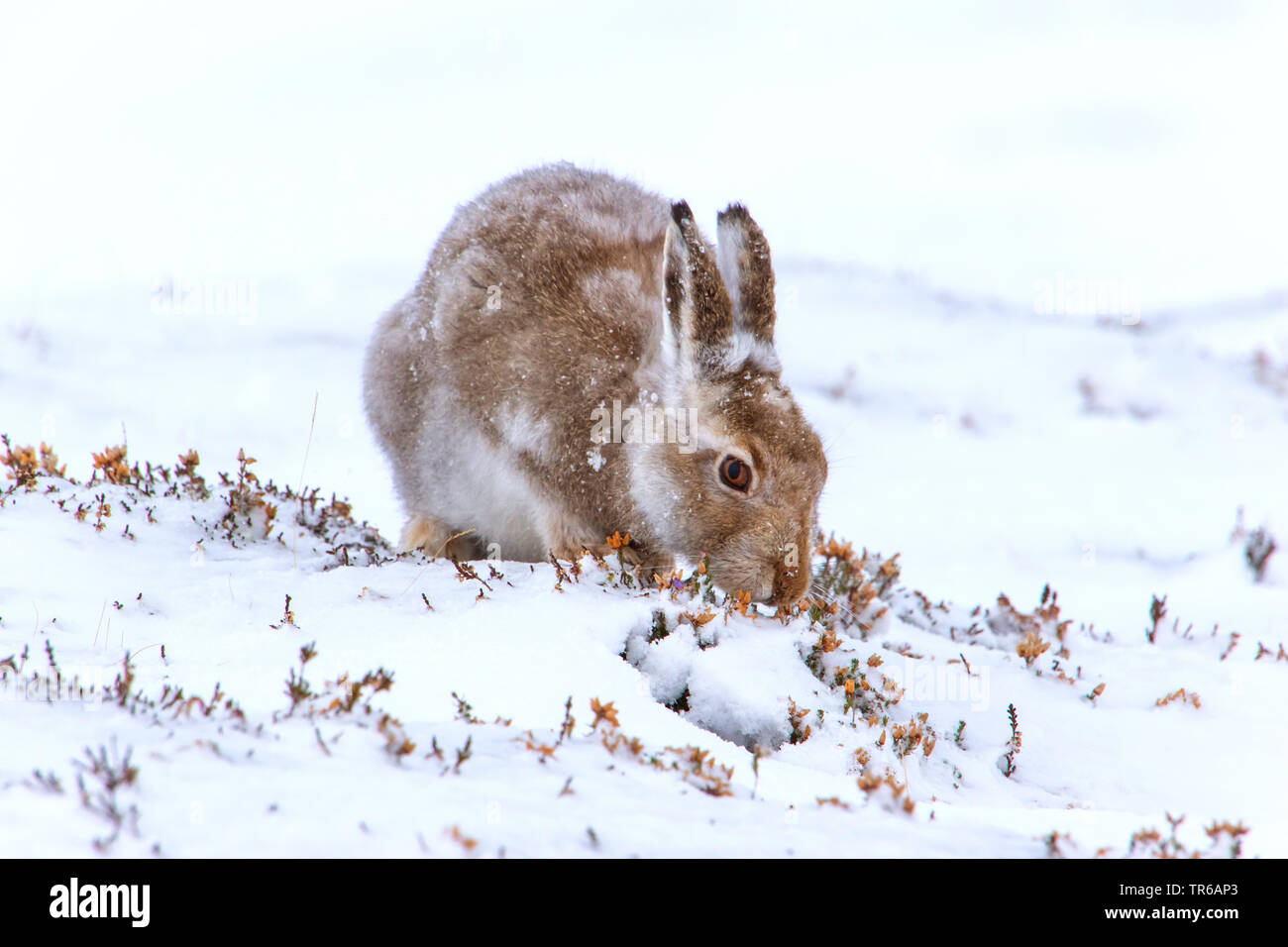 Schottische Schneehase, Schneehase, weissen Hasen, eurasischen Arktis Hase (Lepus timidus scotticus, Lepus scotticus), am Fell ändern, Fütterung auf Heath, Großbritannien, Schottland, Aviemore Stockfoto