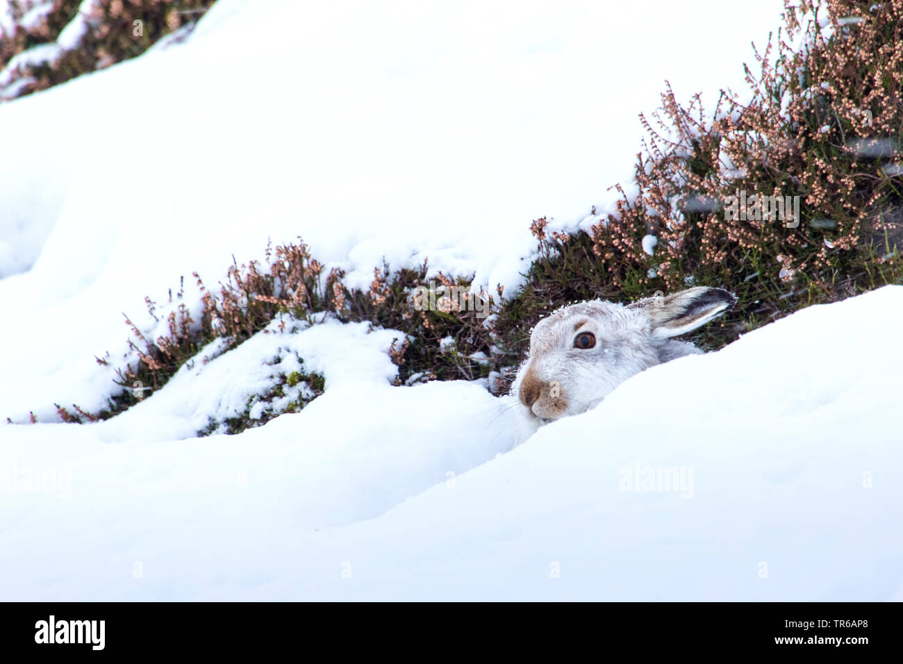 Schottische Schneehase, Schneehase, weissen Hasen, eurasischen Arktis Hase (Lepus timidus scotticus, Lepus scotticus), Peering aus dem Schnee, Vereinigtes Königreich, Schottland, Aviemore Stockfoto