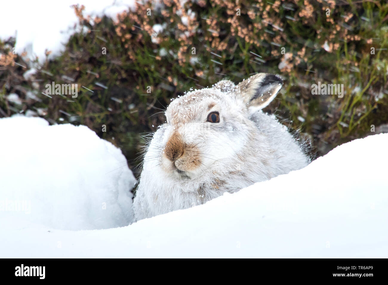 Schottische Schneehase, Schneehase, weissen Hasen, eurasischen Arktis Hase (Lepus timidus scotticus, Lepus scotticus), Peering aus Schnee Loch, Vereinigtes Königreich, Schottland, Aviemore Stockfoto